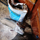 Wilfred still says hi to us in the barn too.